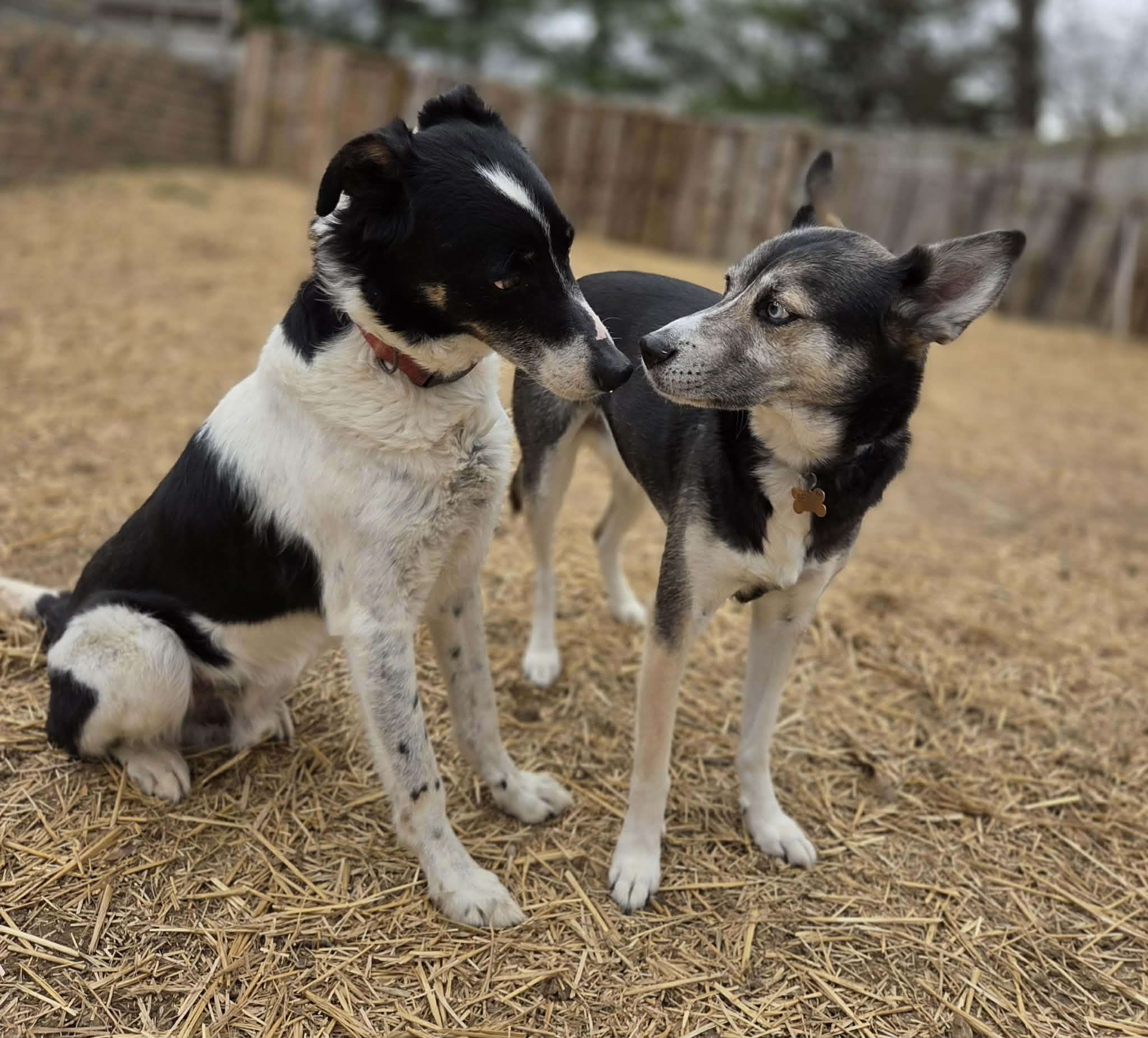 Enlarge Jethro, a Adoptable mixed breed in O'Fallon, MO image 4/6