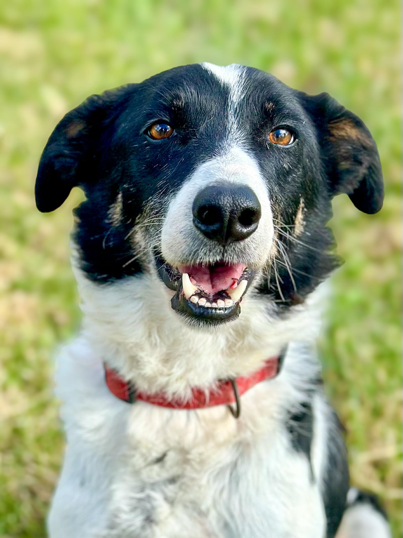 Jethro, Adoptable, Adult Male Collie.
