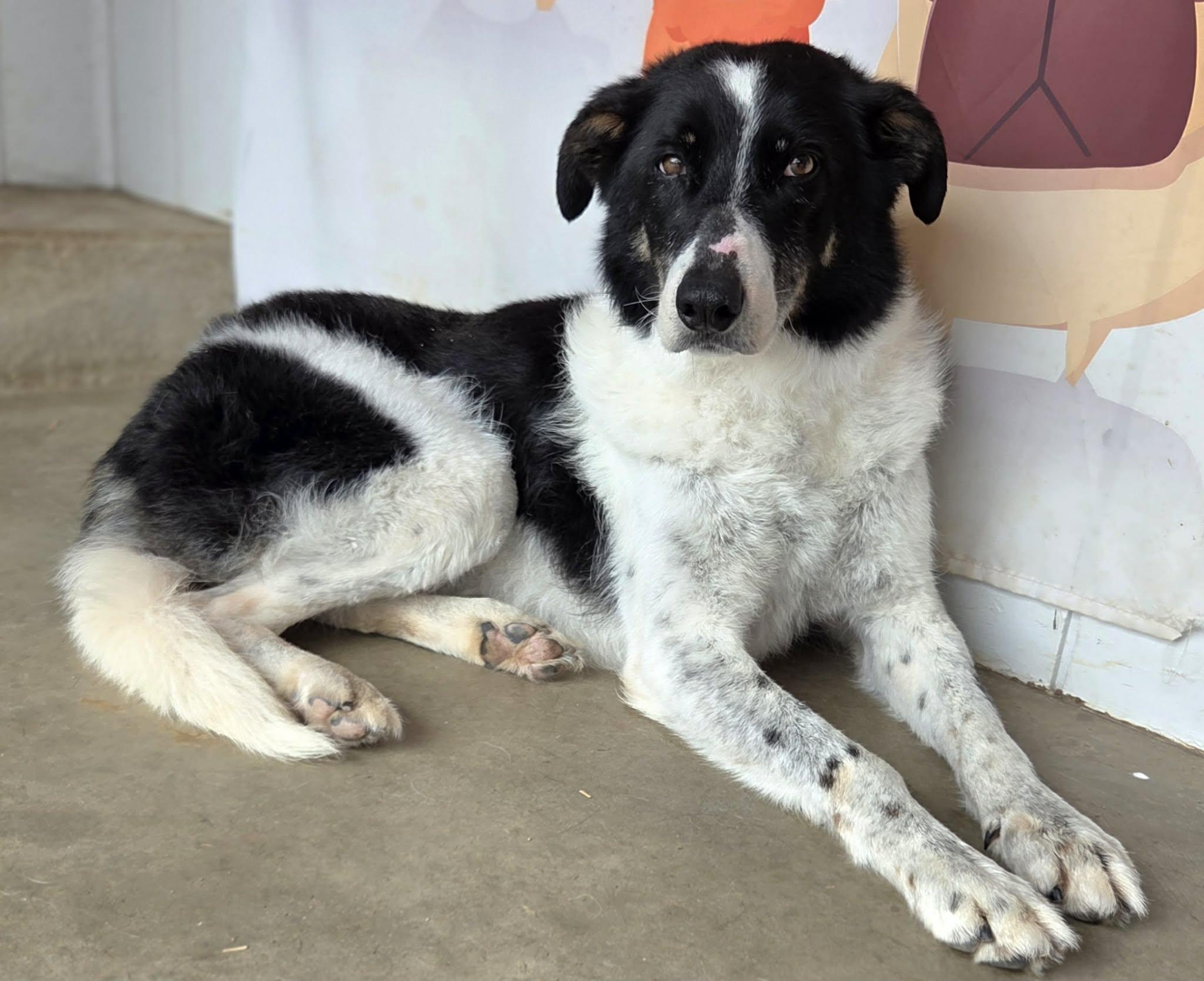 Enlarge Jethro, a Adoptable mixed breed in O'Fallon, MO image 3/6