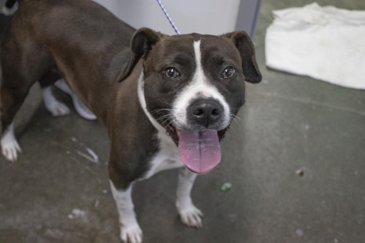 Enlarge Mercy (Mallory), a Adoptable Pit Bull Terrier in Mountain Home, AR image 1/1