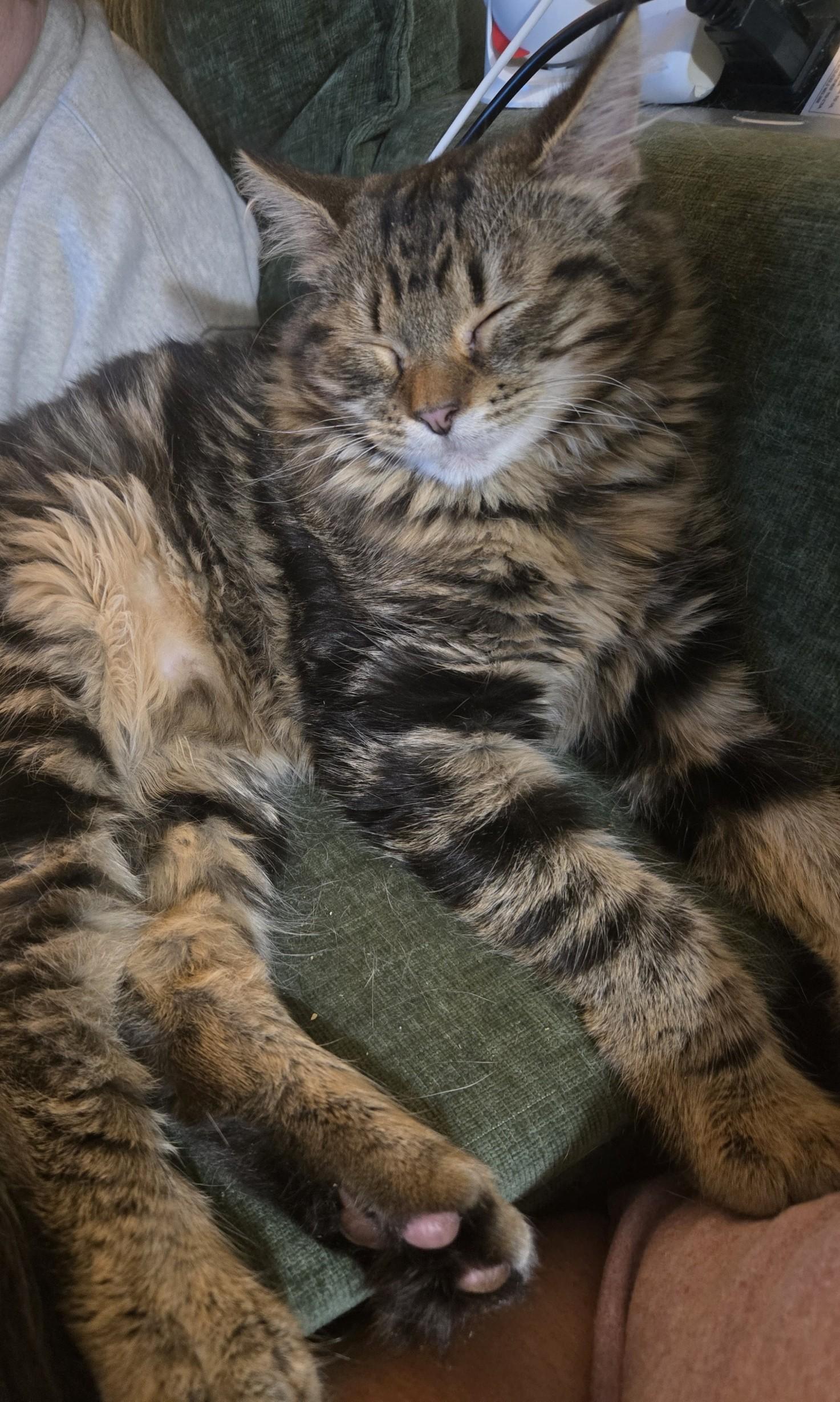 Enlarge Major, a ADOPTABLE mixed breed in lexington, SC image 2/4