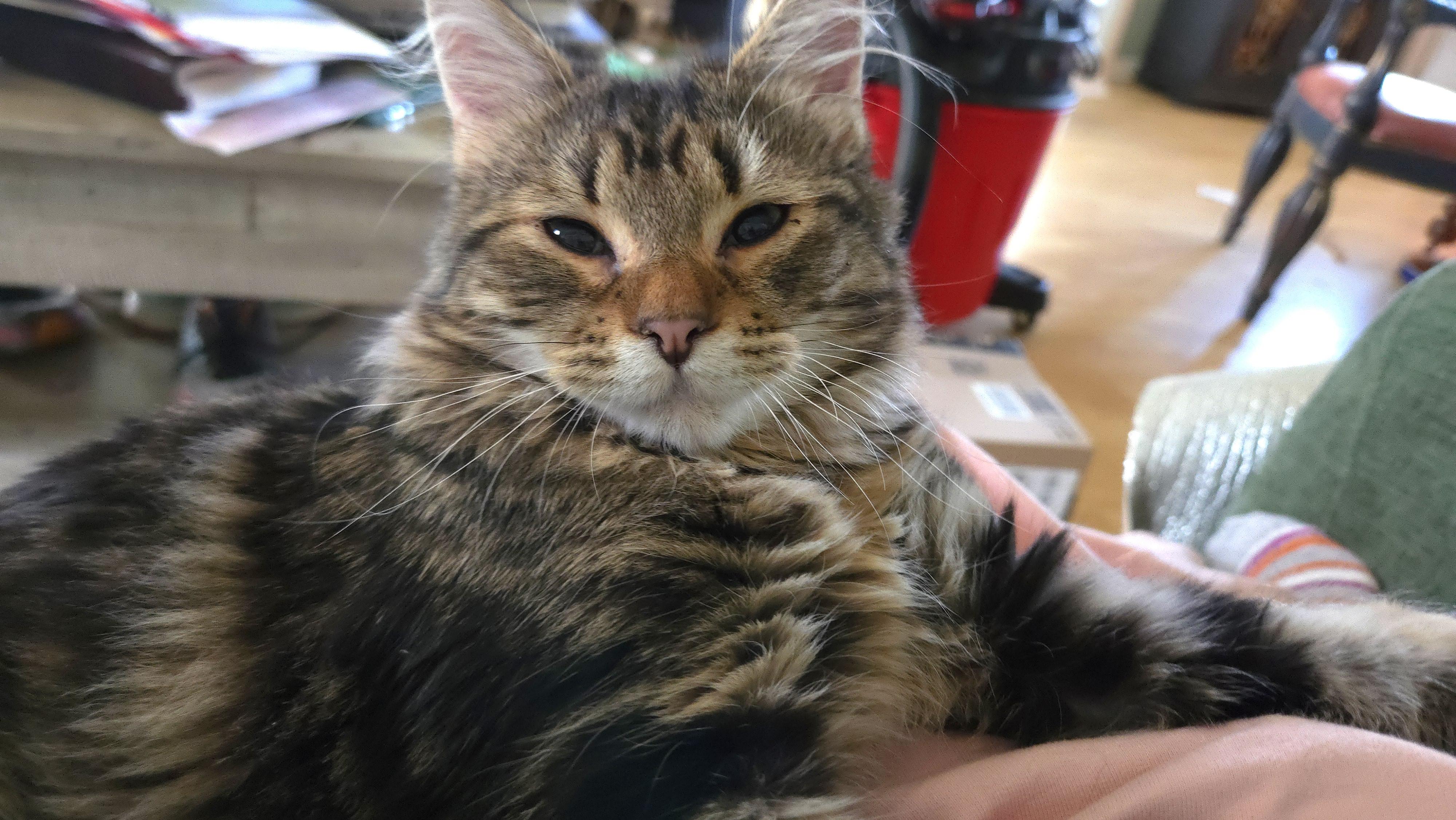 Major, ADOPTABLE, Young Male Domestic Long Hair & Maine Coon.