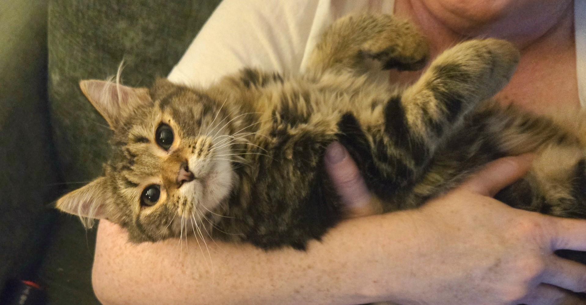 Enlarge Major, a ADOPTABLE mixed breed in lexington, SC image 3/4