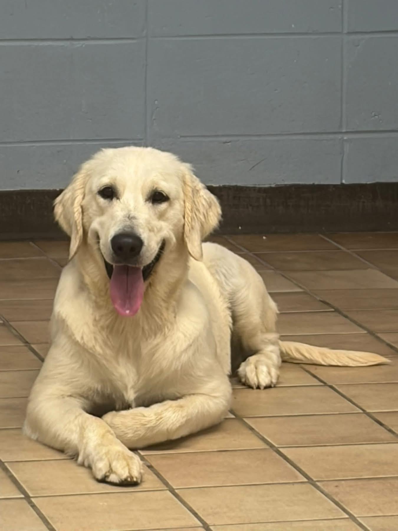 Sandy, Adopted, Adult Female Golden Retriever.