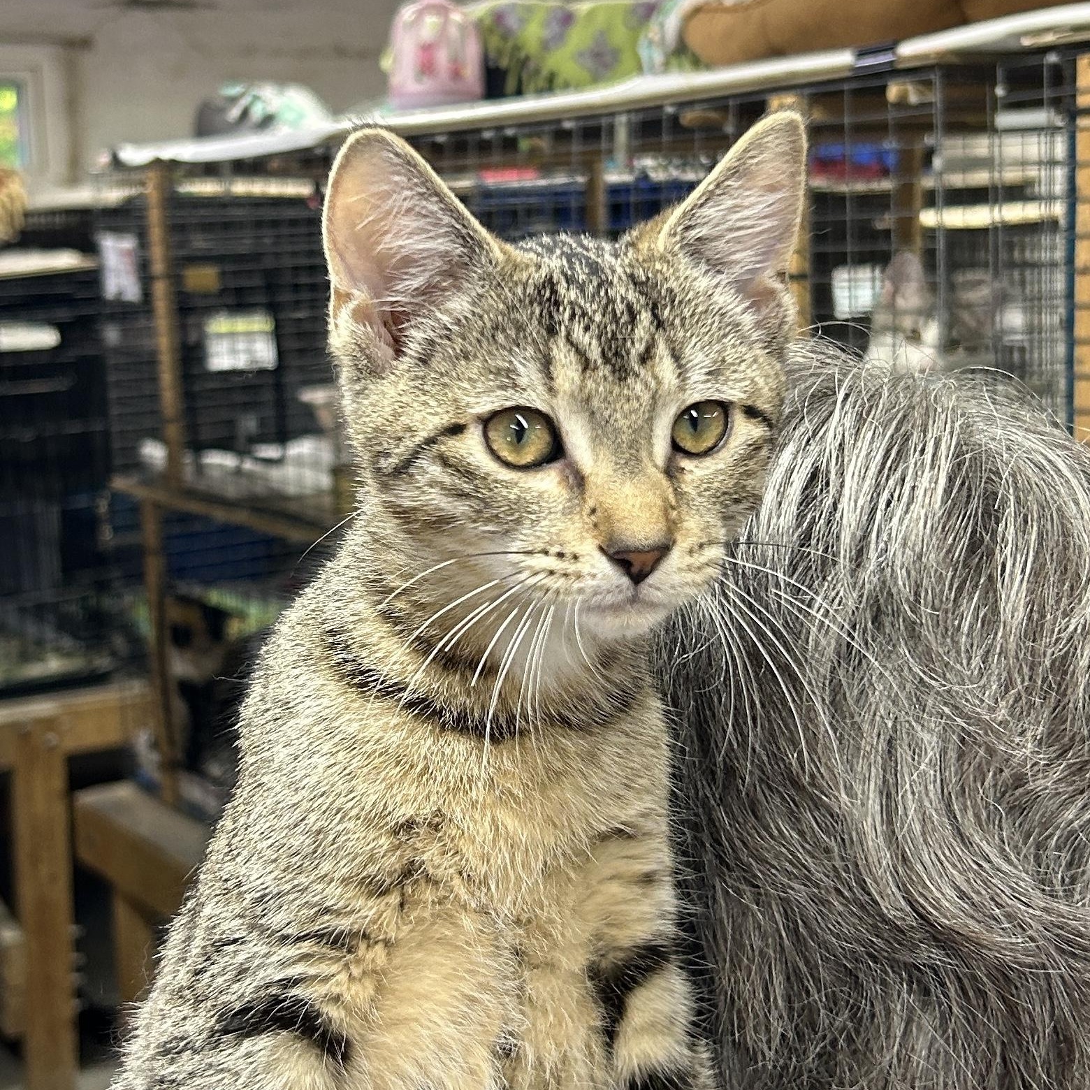 Enlarge Sandy, a Adoptable Domestic Short Hair in Avon, OH image 3/4
