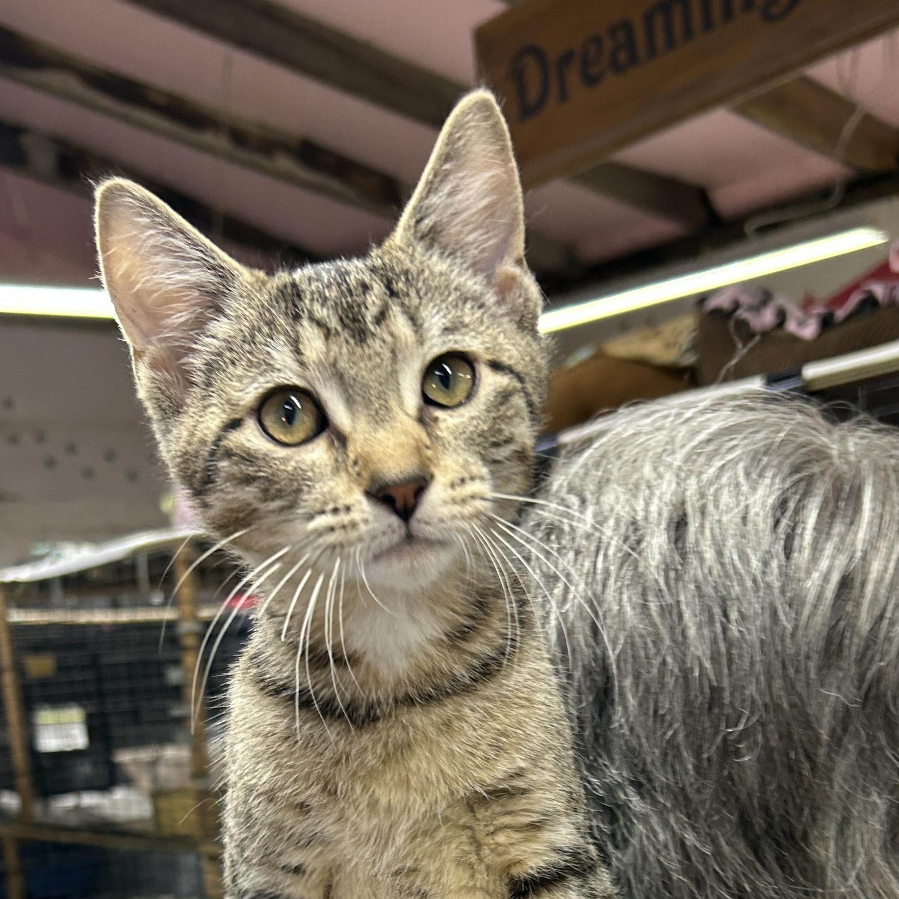 Sandy, Adoptable, Kitten Female Domestic Short Hair.