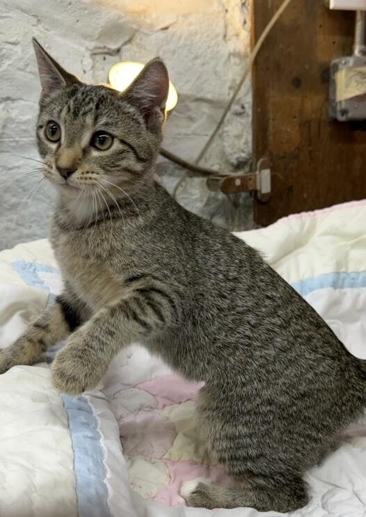 Enlarge Sandy, a Adoptable Domestic Short Hair in Avon, OH image 2/4
