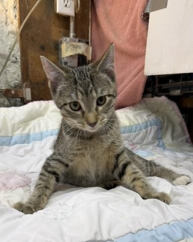 Enlarge Sandy, a Adoptable Domestic Short Hair in Avon, OH image 4/4