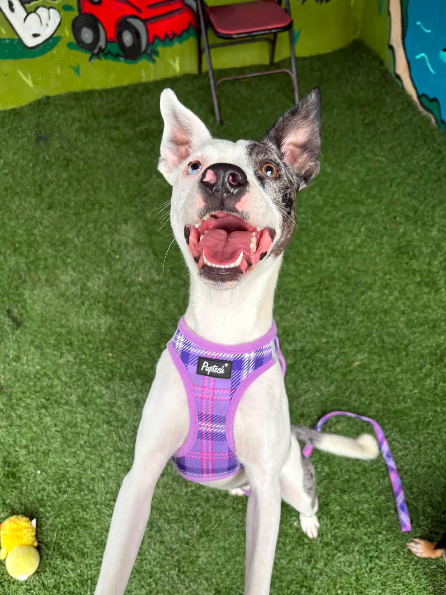 TULIP, an adopted mixed breed in Vandergrift, PA image 2/2
