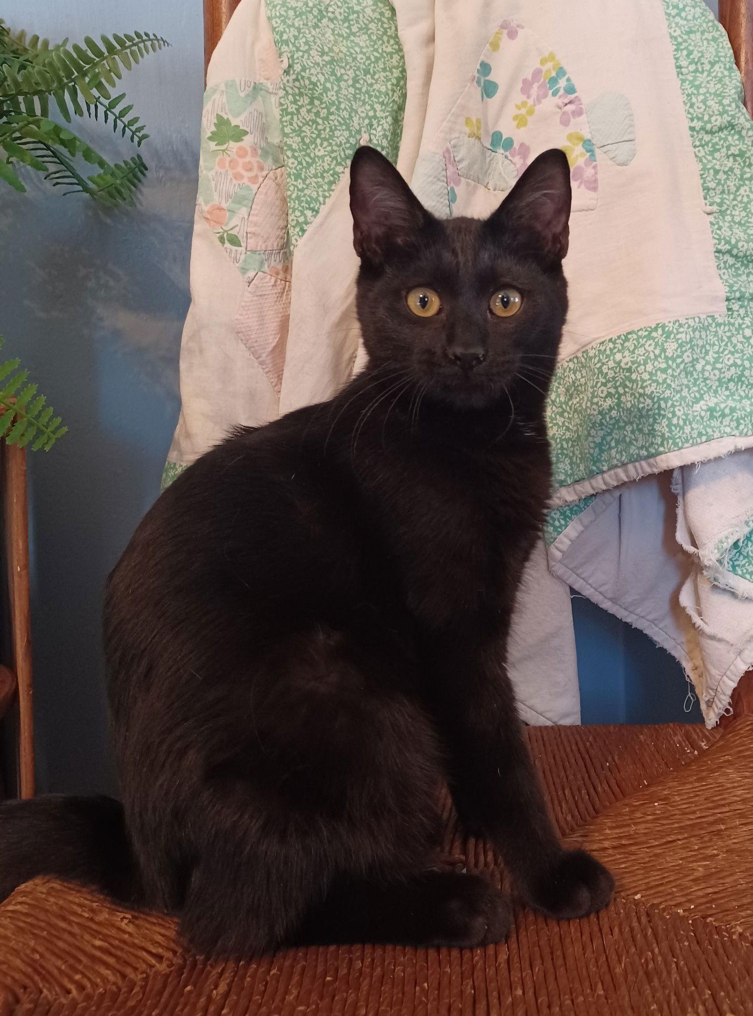 Tito, Adopted, Kitten Male Domestic Short Hair.