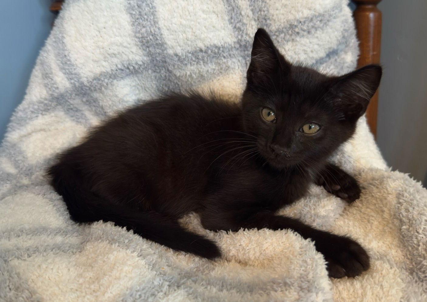 Enlarge Tito, a Adopted Domestic Short Hair in Greenville, IL image 2/2