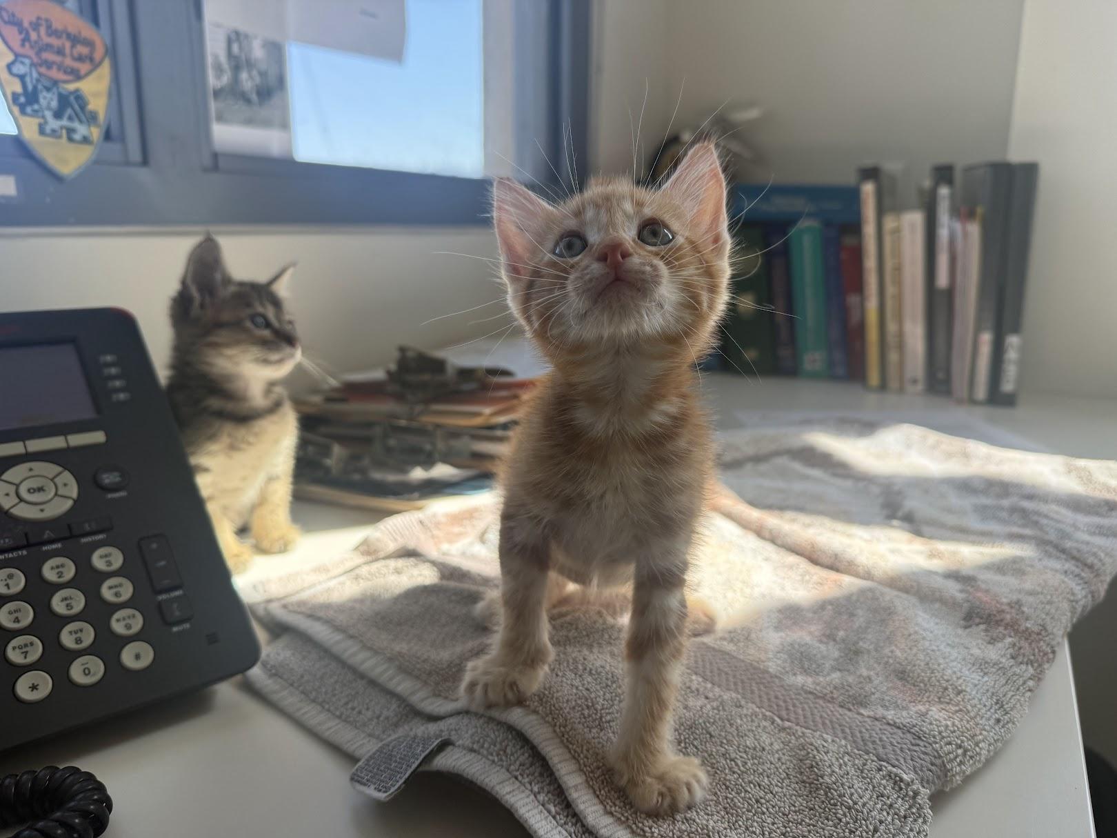 Enlarge Stylee, a Adoptable Domestic Short Hair in Berkeley, CA image 5/5