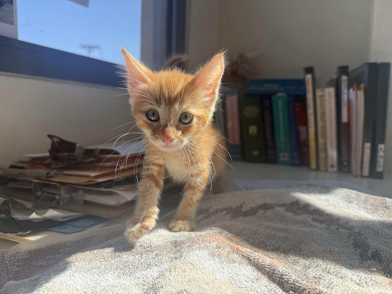 Enlarge Stylee, a Adoptable Domestic Short Hair in Berkeley, CA image 1/5