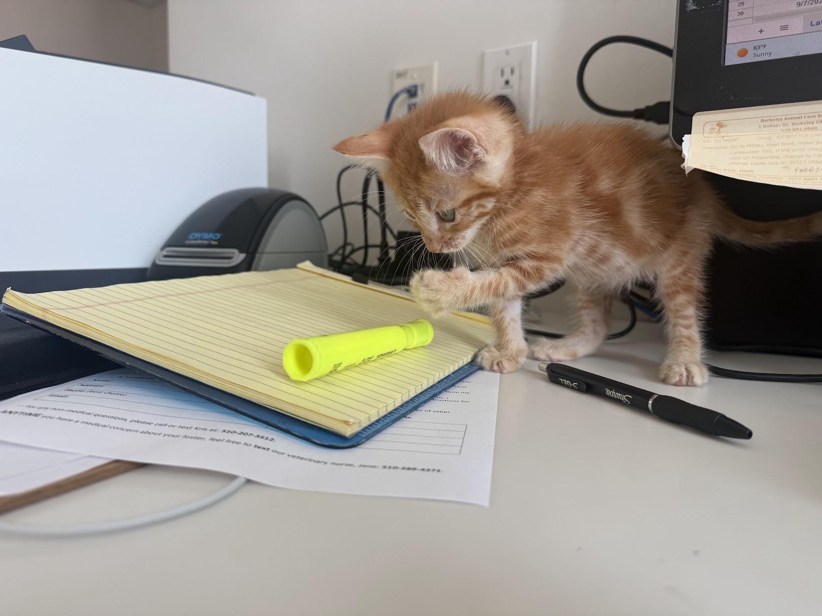 Enlarge Stylee, a Adoptable Domestic Short Hair in Berkeley, CA image 4/5