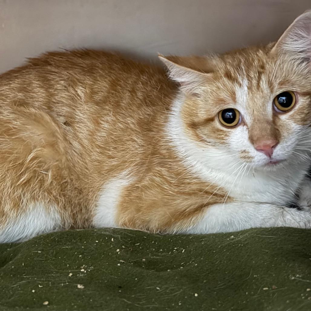 Fee-Licks, Adoptable, Adult Male Domestic Short Hair & Domestic Short Hair.
