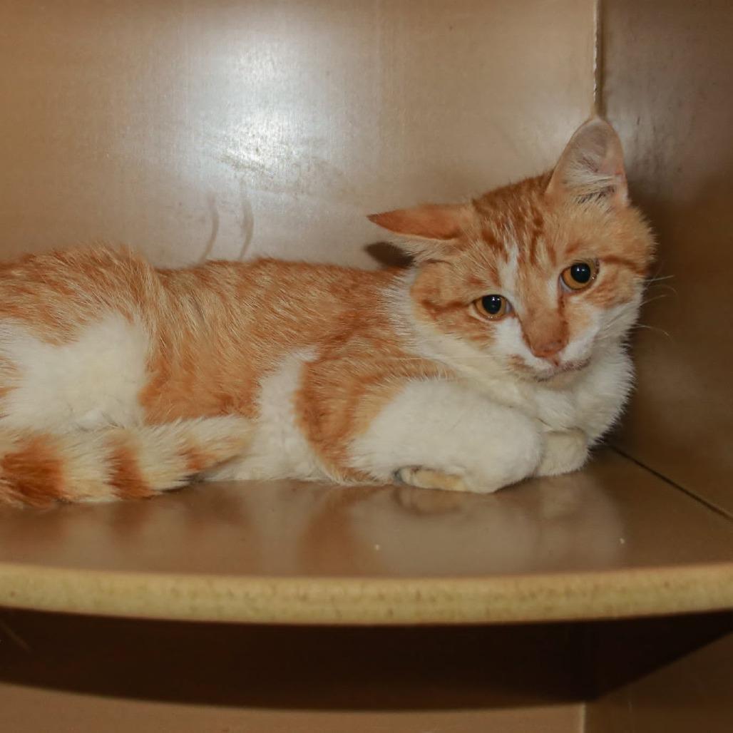 Enlarge Fee-Licks, a Adoptable mixed breed in Madisonville, KY image 2/2