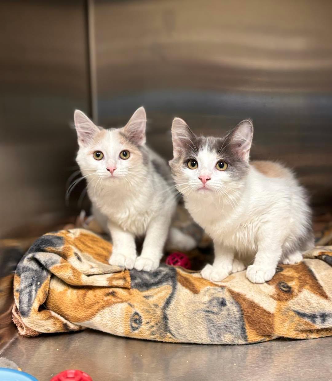Enlarge Paisley, an adopted Domestic Medium Hair in Collierville, TN image 1/1
