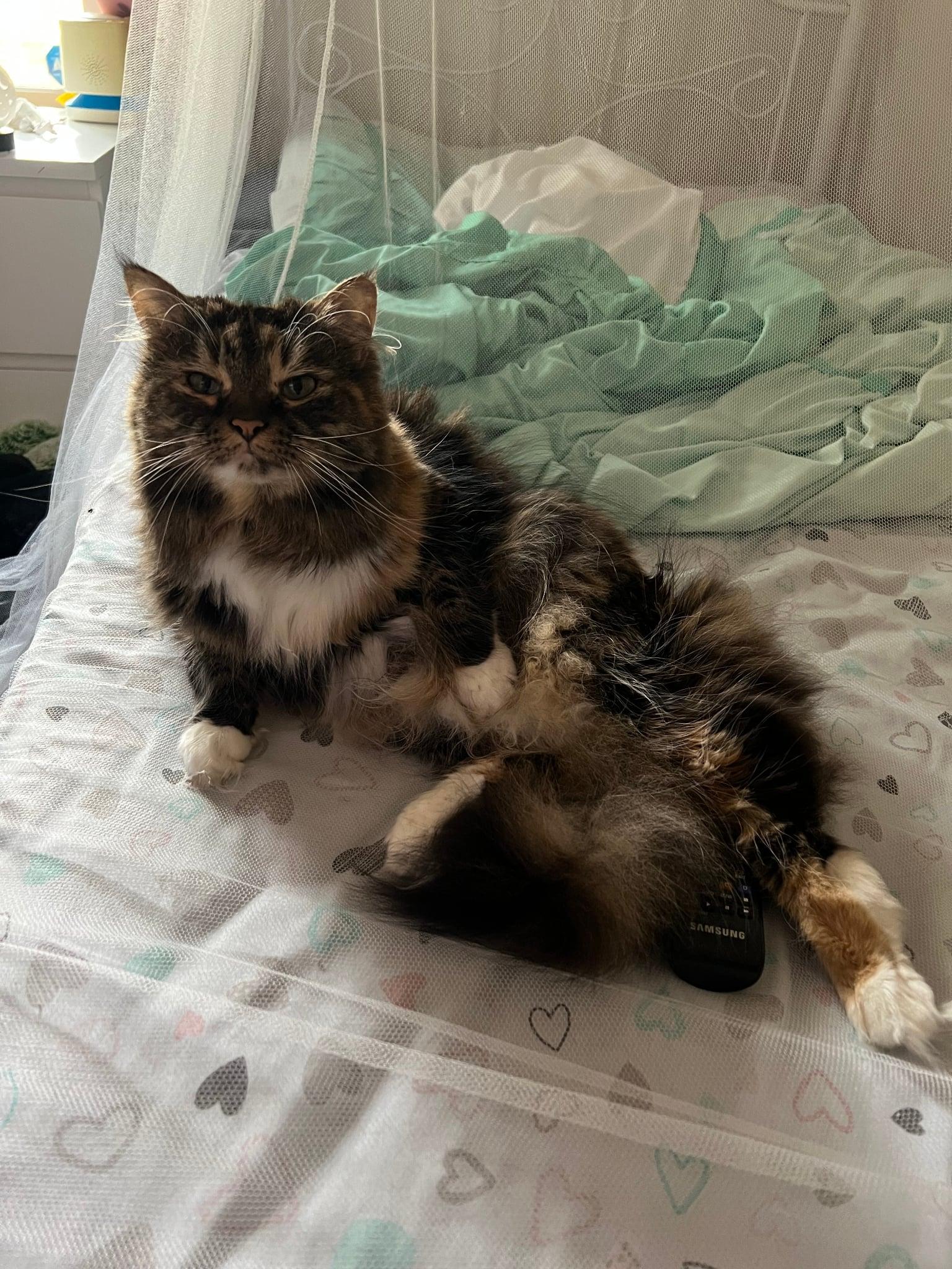 Enlarge Serina, a Adoptable Domestic Long Hair in Mount Croghan, SC image 1/1