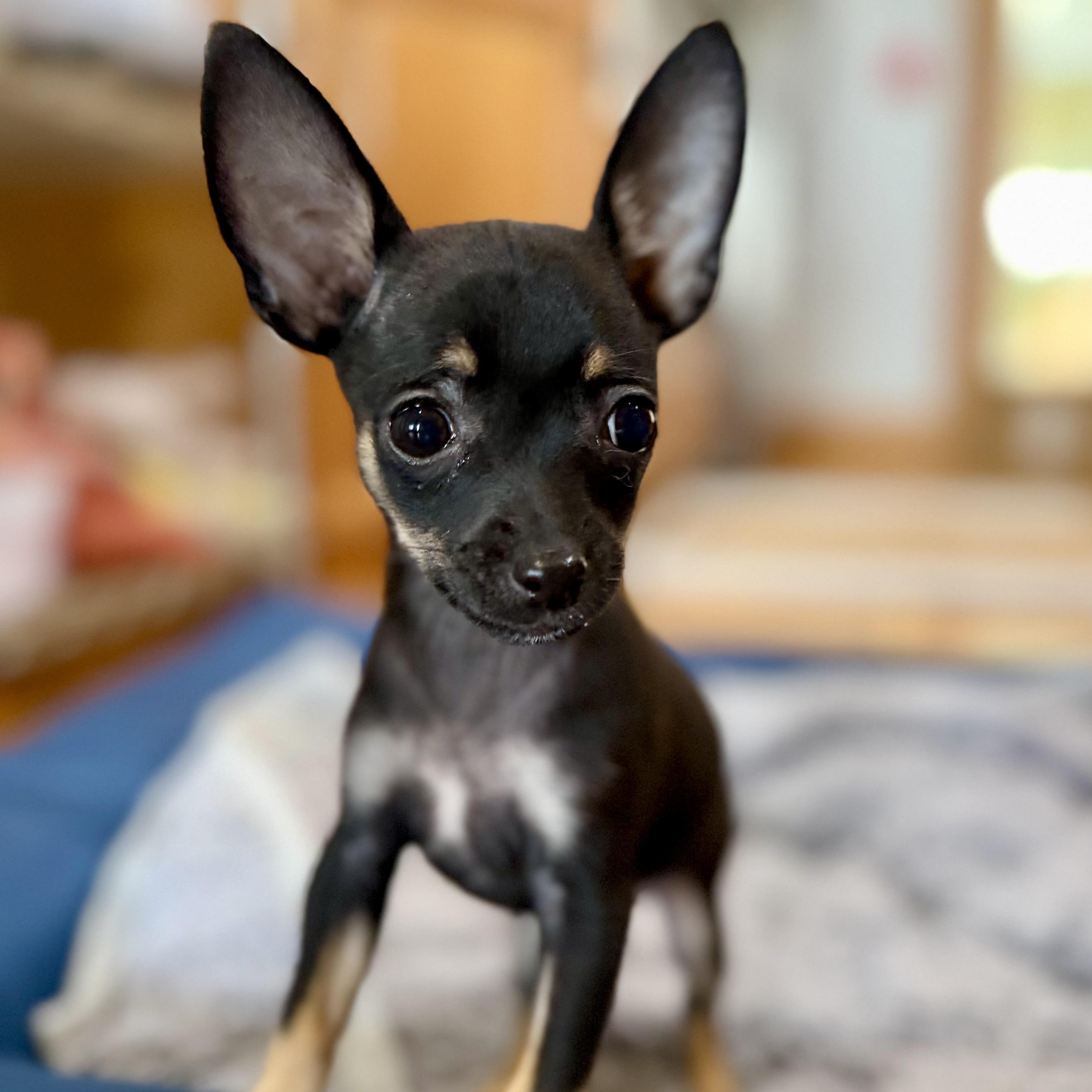 Enlarge Necco, a ADOPTABLE mixed breed in Thompson's Station, TN image 1/3