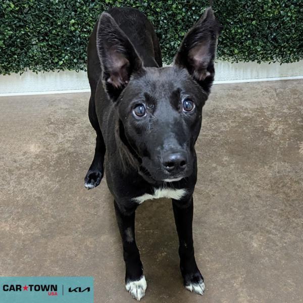 Enlarge Romy, a Adoptable mixed breed in Lexington, KY image 1/1