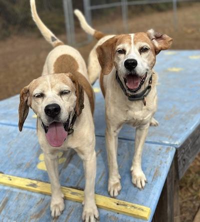 Juno, Adoptable, Senior Female Hound.