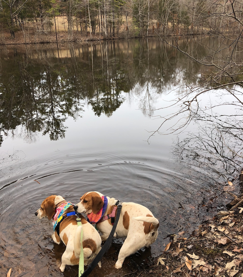 Juno, a Adoptable Hound in Palmyra, VA image 4/6