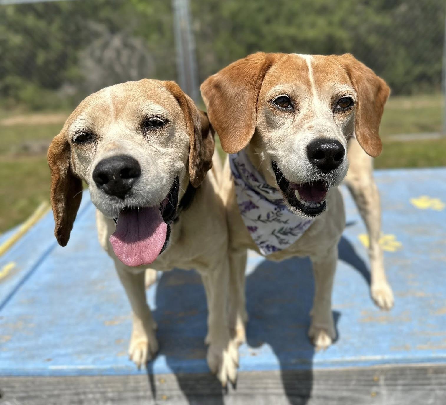 Juno, a Adoptable Hound in Palmyra, VA image 1/6