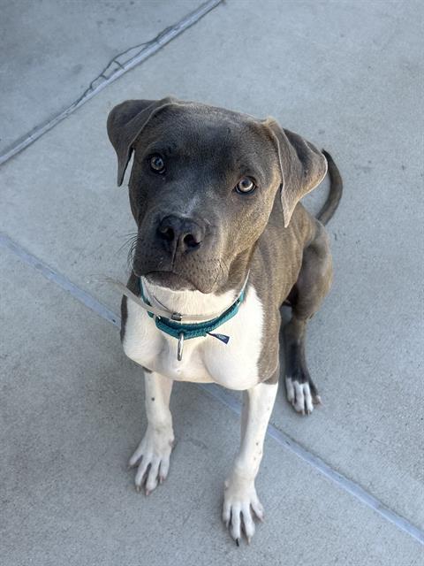 MILO, Adoptable, Young Male Pit Bull Terrier & Pointer.