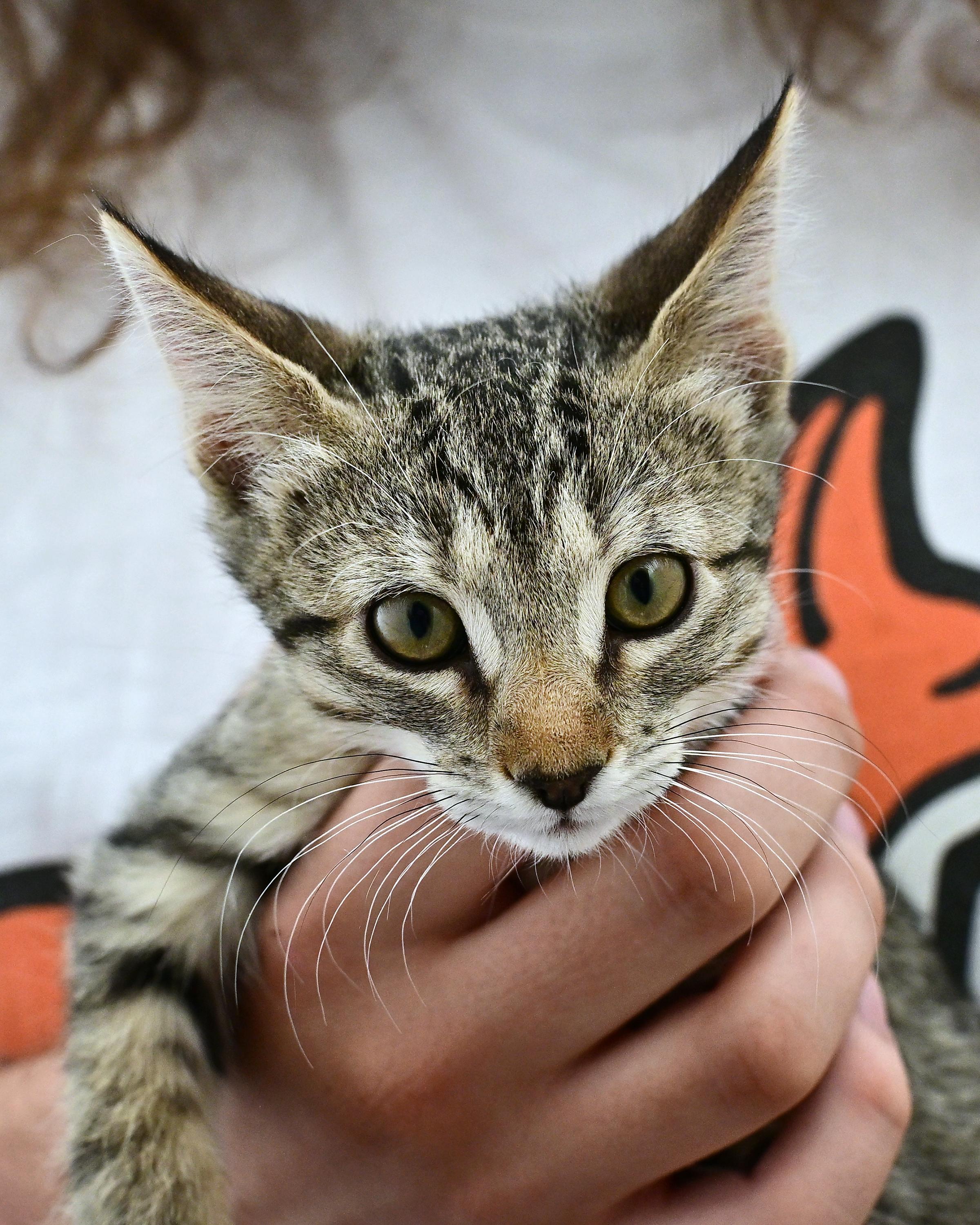 Enlarge Toni, a ADOPTABLE Domestic Short Hair in Corrales, NM image 1/1