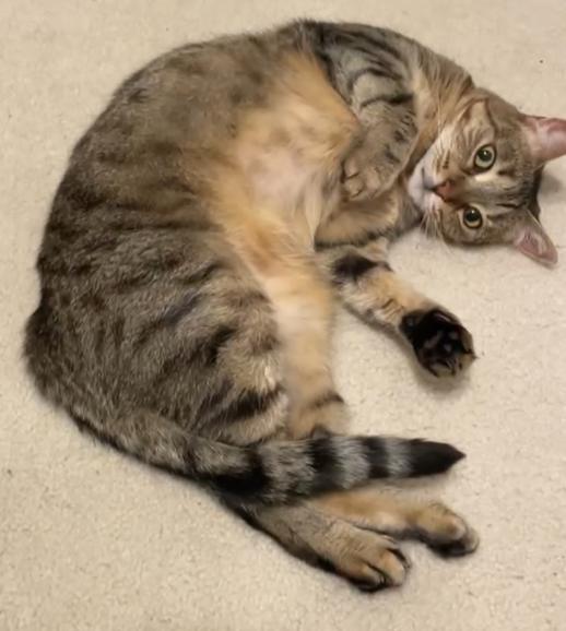 Willow, Adopted, Adult Female Domestic Short Hair & Tabby.