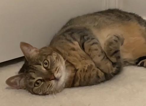 Enlarge Willow, a Adopted mixed breed in Venice, CA image 2/3