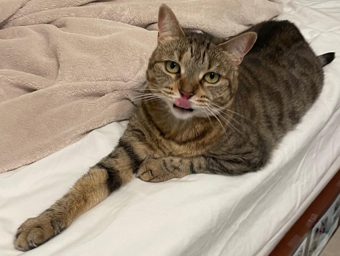 Enlarge Willow, a Adopted mixed breed in Venice, CA image 3/3