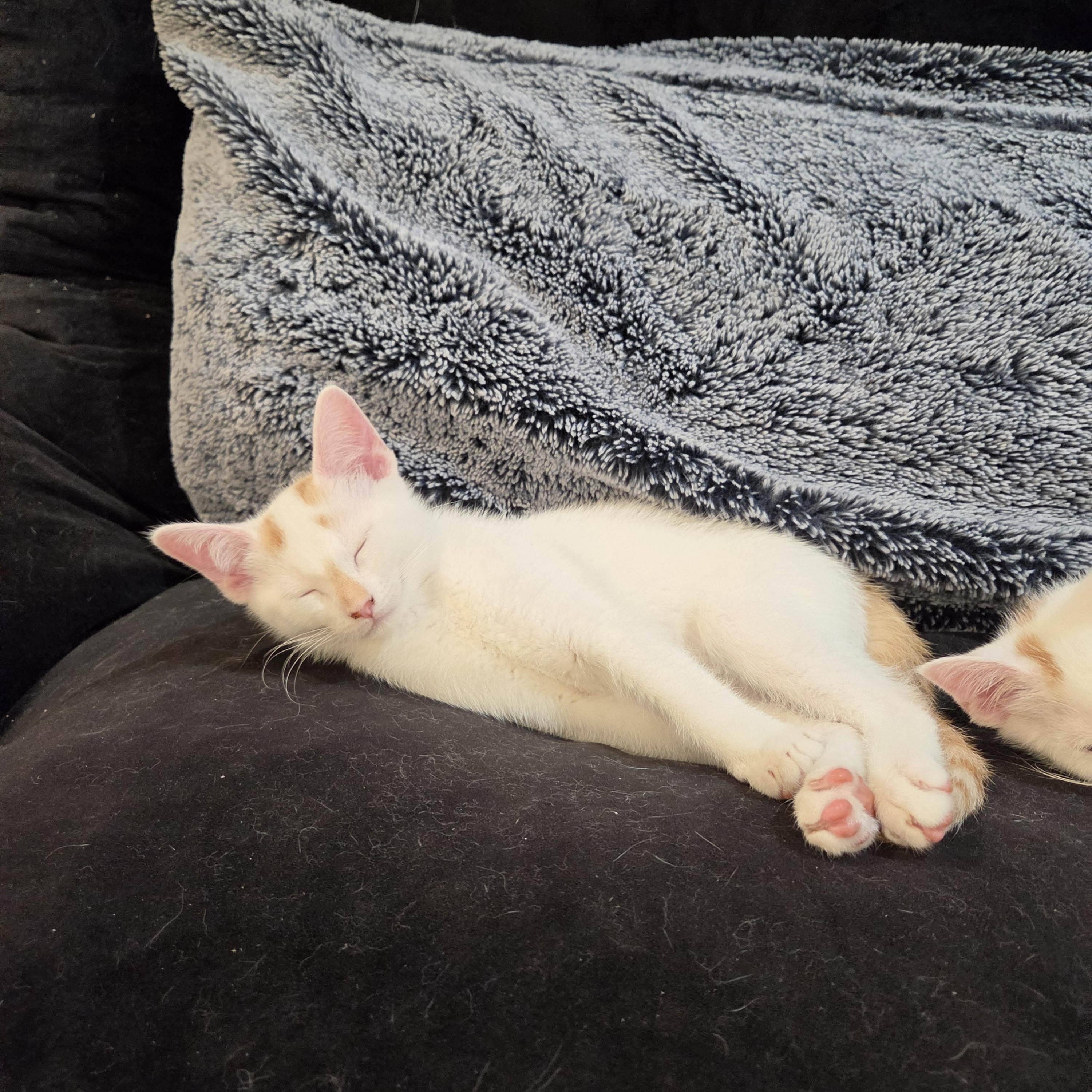 Lychee, a ADOPTABLE mixed breed in Fort Oglethorpe, GA image 5/6