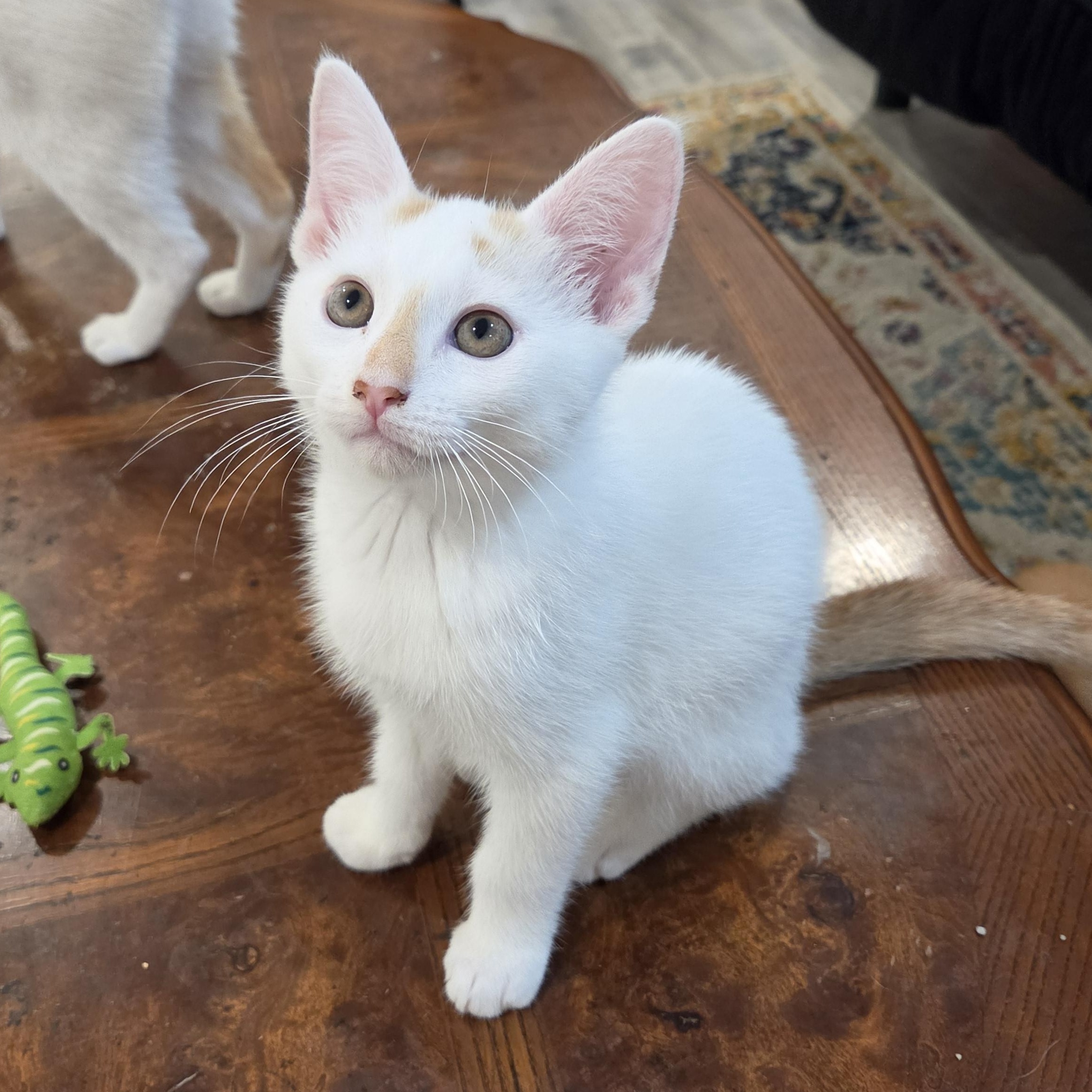 Lychee, a ADOPTABLE mixed breed in Fort Oglethorpe, GA image 2/6