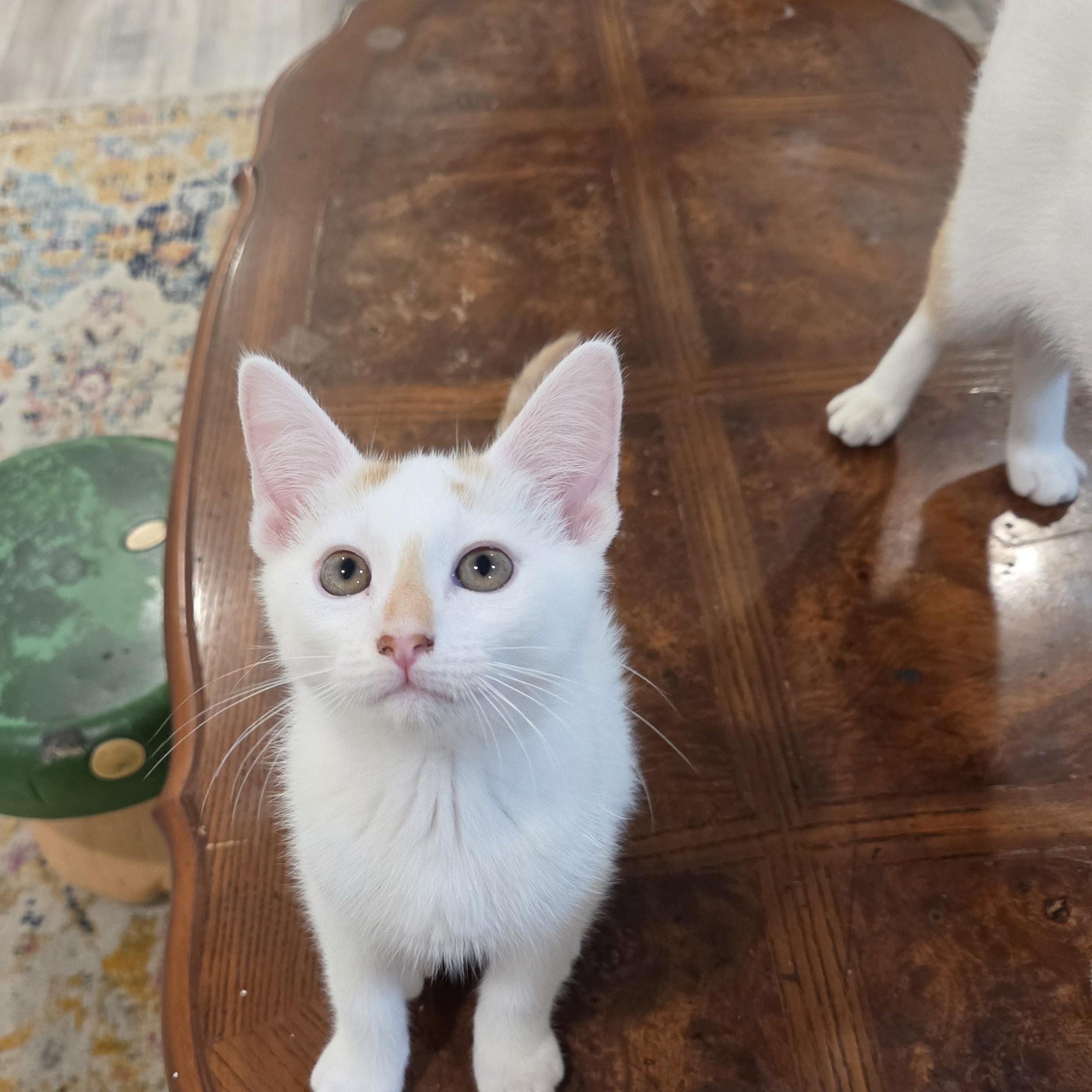 Lychee, a ADOPTABLE mixed breed in Fort Oglethorpe, GA image 3/6