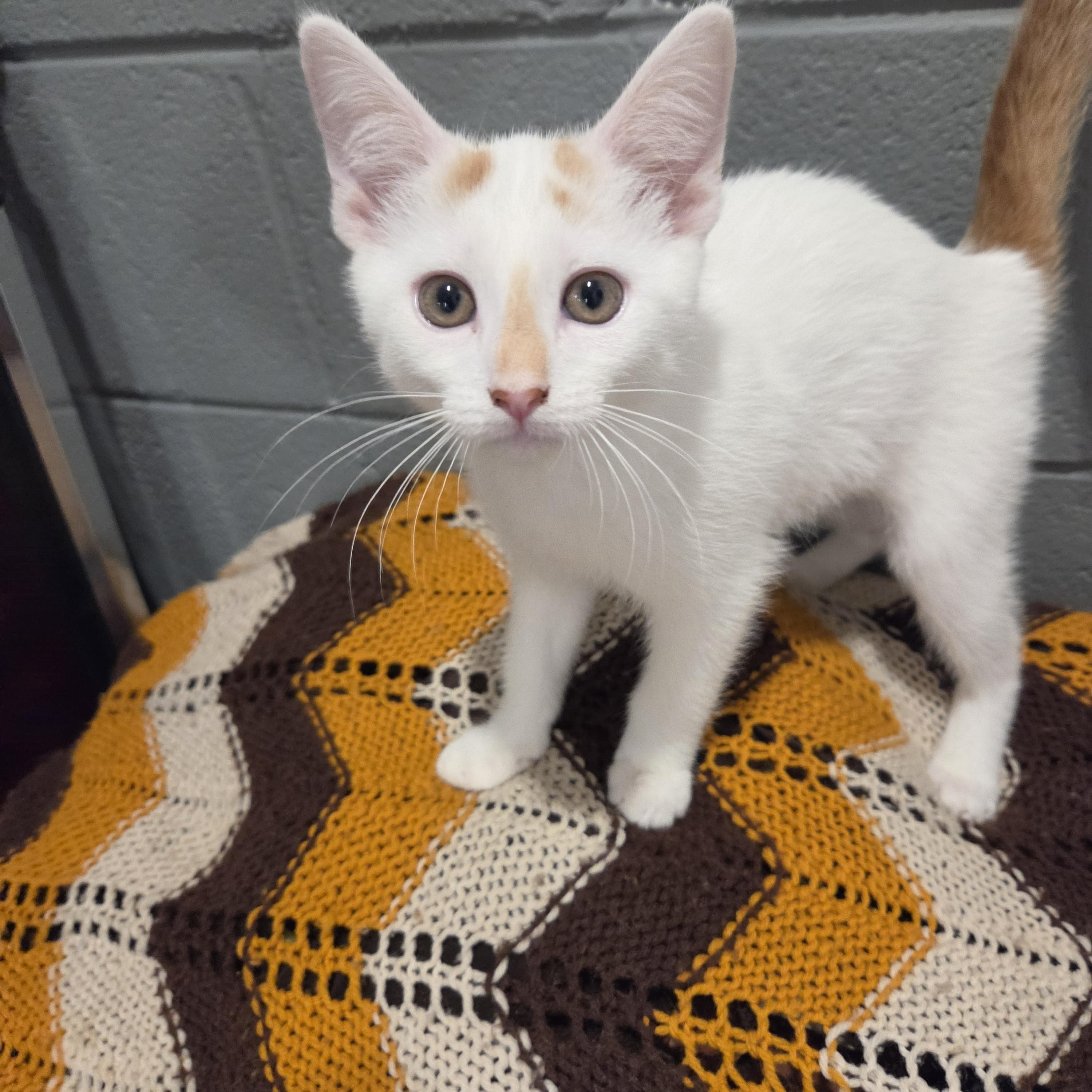 Lychee, a ADOPTABLE mixed breed in Fort Oglethorpe, GA image 1/6