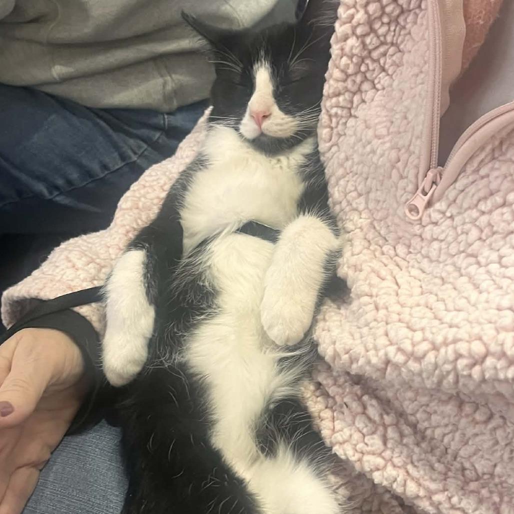 Henry, Adoptable, Kitten Male Domestic Short Hair.