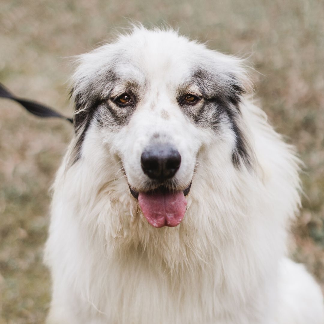 Dove, a Adoptable mixed breed in Richmond, VA image 1/10