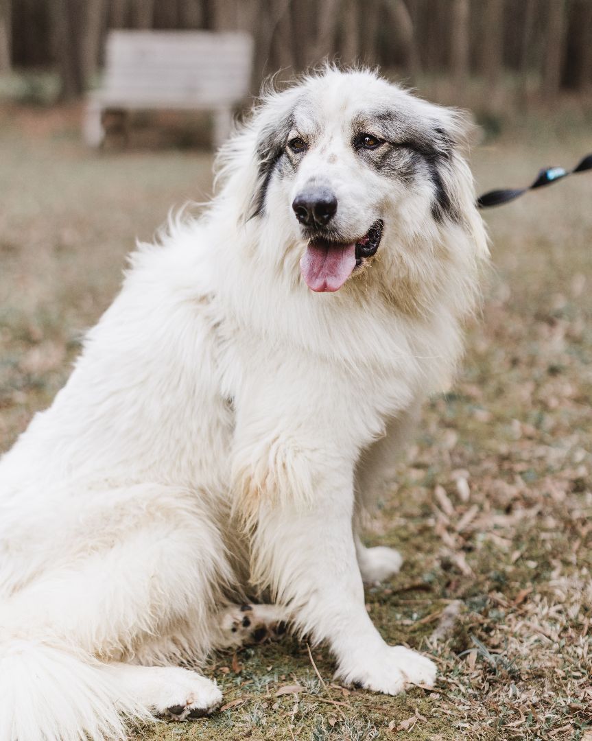 Dove, a Adoptable mixed breed in Richmond, VA image 2/10