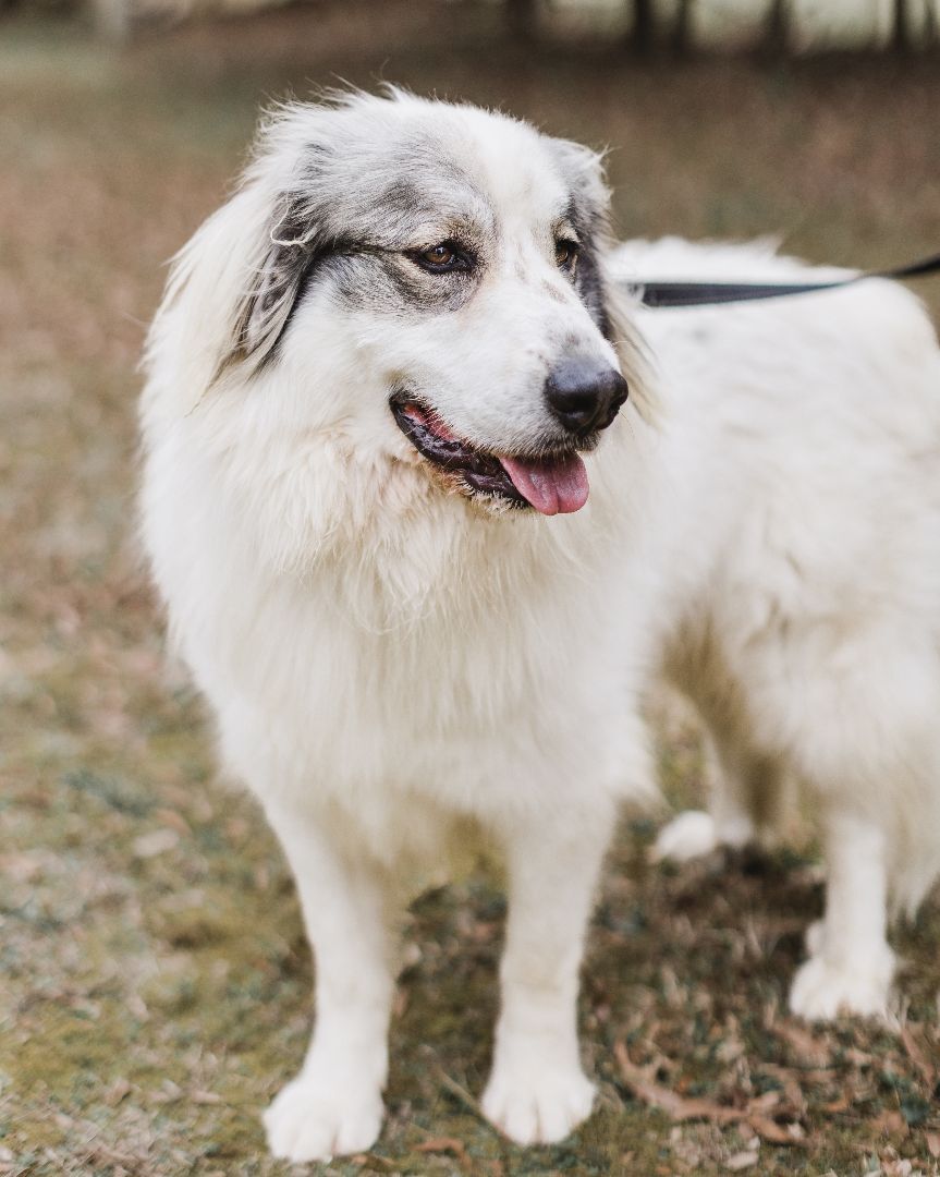Dove, a Adoptable mixed breed in Richmond, VA image 3/10