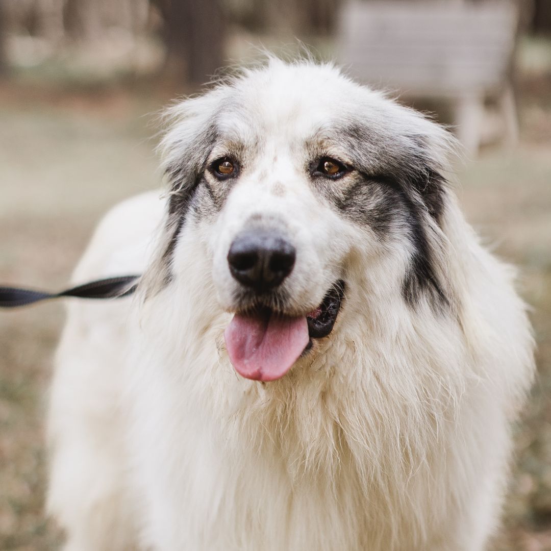 Dove, a Adoptable mixed breed in Richmond, VA image 4/10
