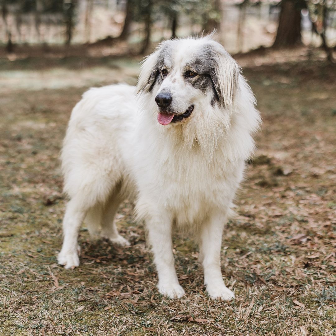 Dove, a Adoptable mixed breed in Richmond, VA image 5/10