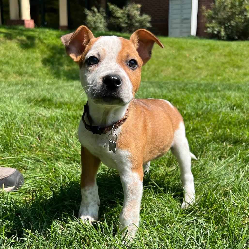 Duke, Adoptable, Puppy Male Mixed Breed & Mixed Breed.