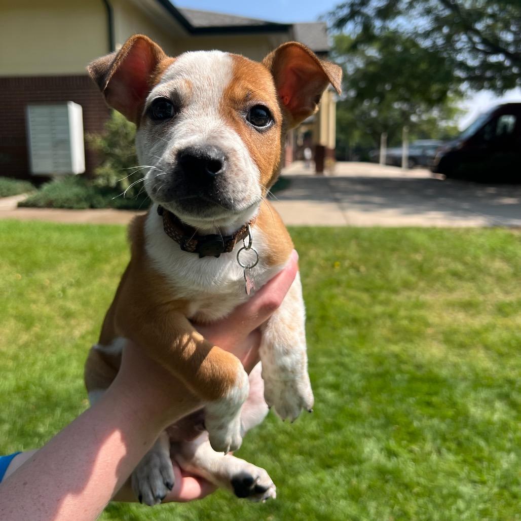Duke, a Adoptable mixed breed in Fort Collins, CO image 2/6