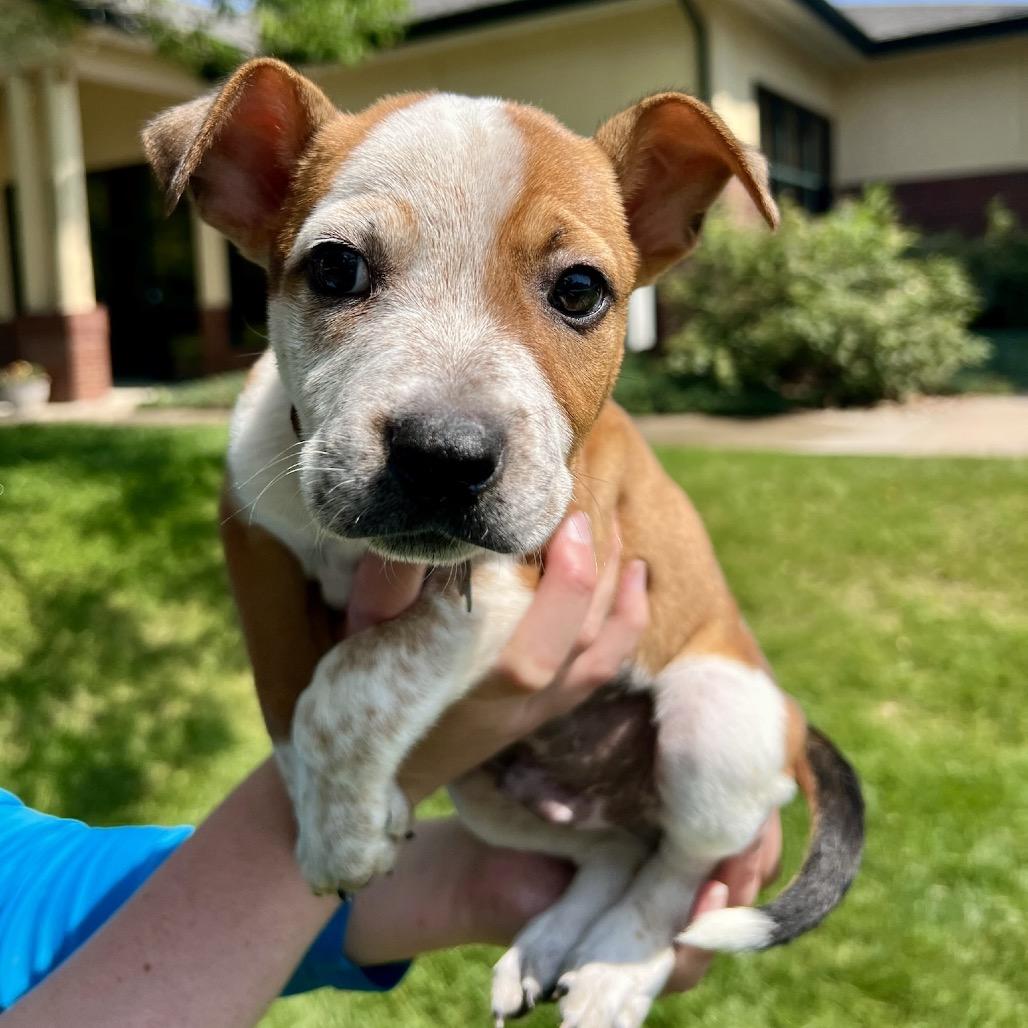 Duke, a Adoptable mixed breed in Fort Collins, CO image 3/6