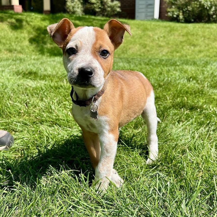 Duke, a Adoptable mixed breed in Fort Collins, CO image 4/6