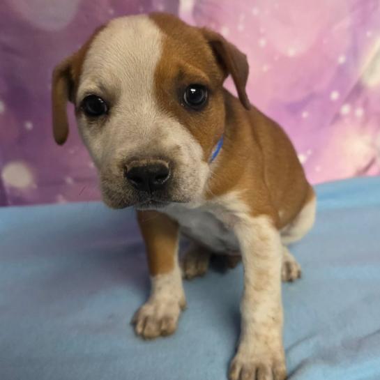 Duke, a Adoptable mixed breed in Fort Collins, CO image 5/6