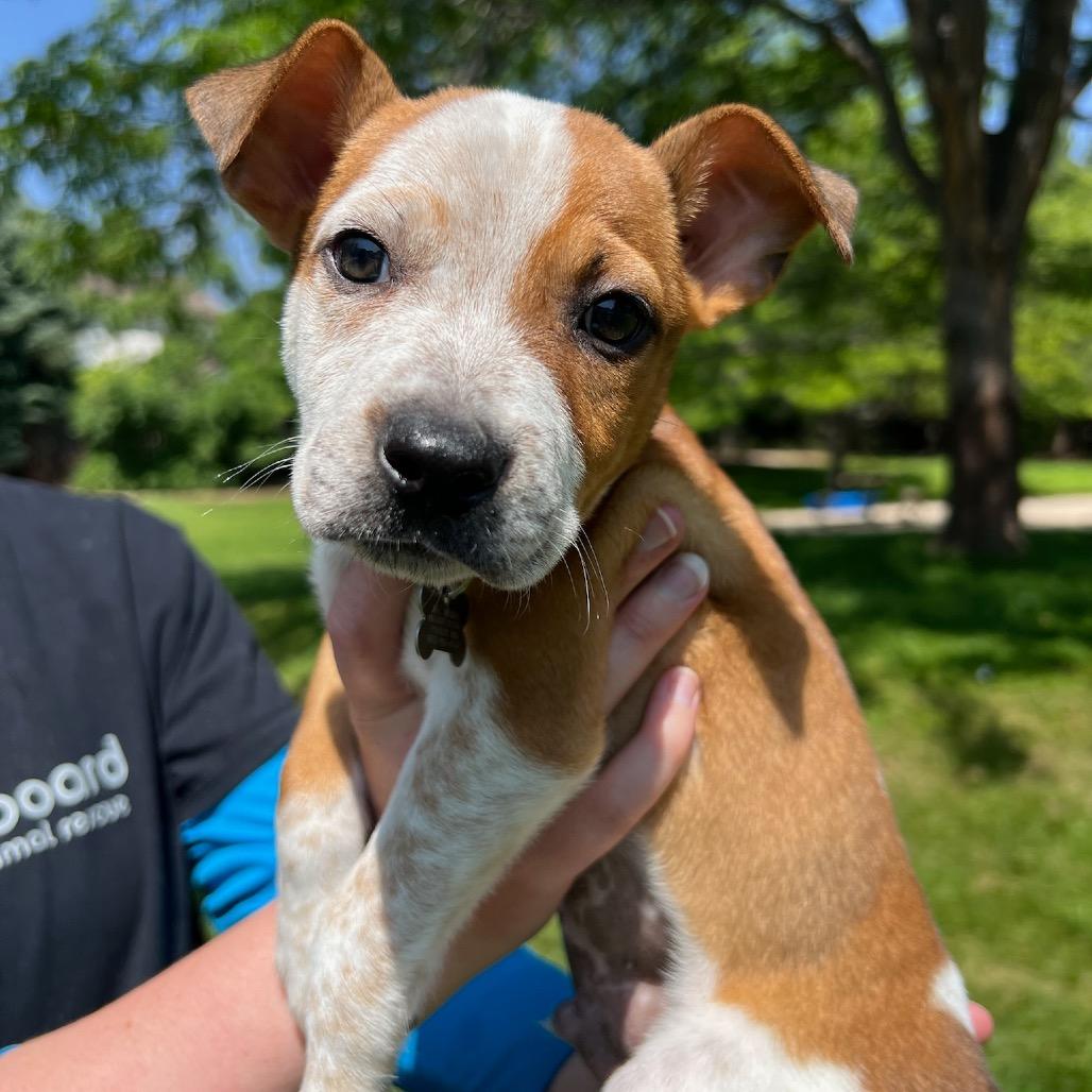 Duke, a Adoptable mixed breed in Fort Collins, CO image 6/6
