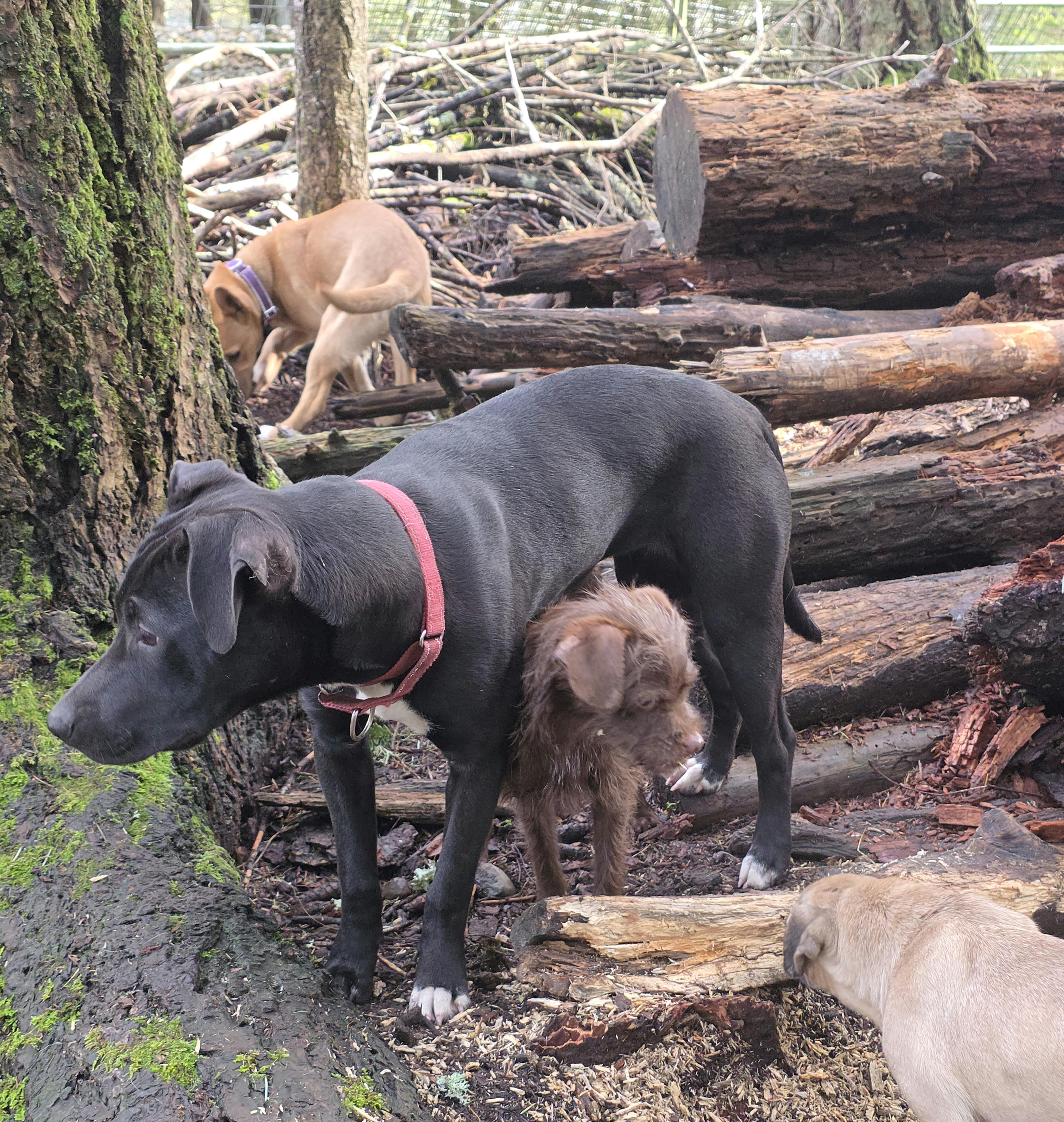 Enlarge Charlie, a Adoptable mixed breed in Bellingham, WA image 4/4
