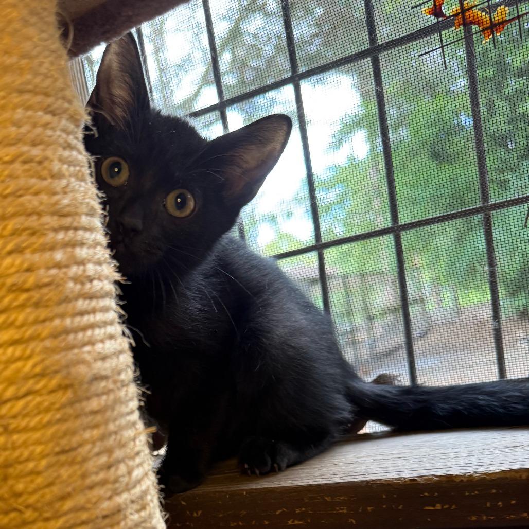 Magnus, Adoptable, Kitten Male Domestic Short Hair.